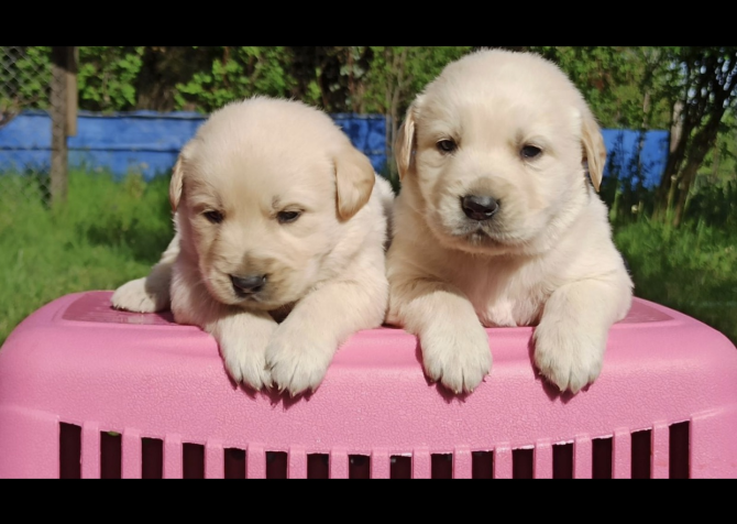 Baby face Golden Retriever